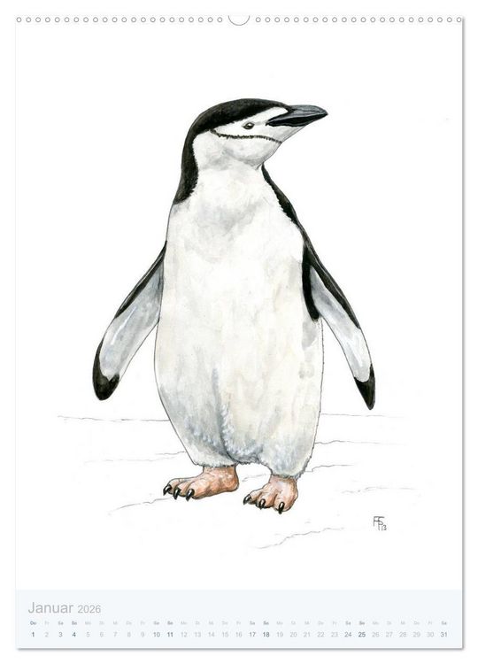 Produktbild: Pinguine - 13 Illustrationen (hochwertiger Premium Wandkalender 2026 DIN A2 hoch), Kunstdruck in Hochglanz