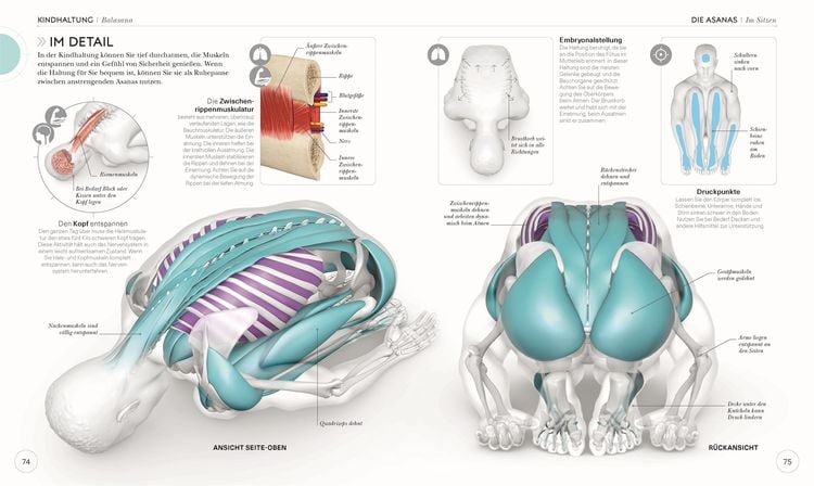 Produktbild: Yoga verstehen - Die Anatomie der Yoga-Haltungen