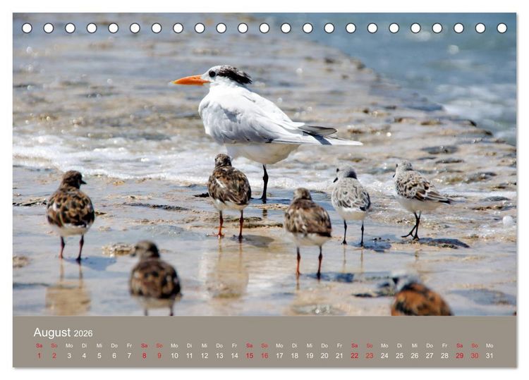Produktbild: Mexiko - ein traumhaftes Paradies (Tischkalender 2026 DIN A5 quer), CALVENDO Monatskalender