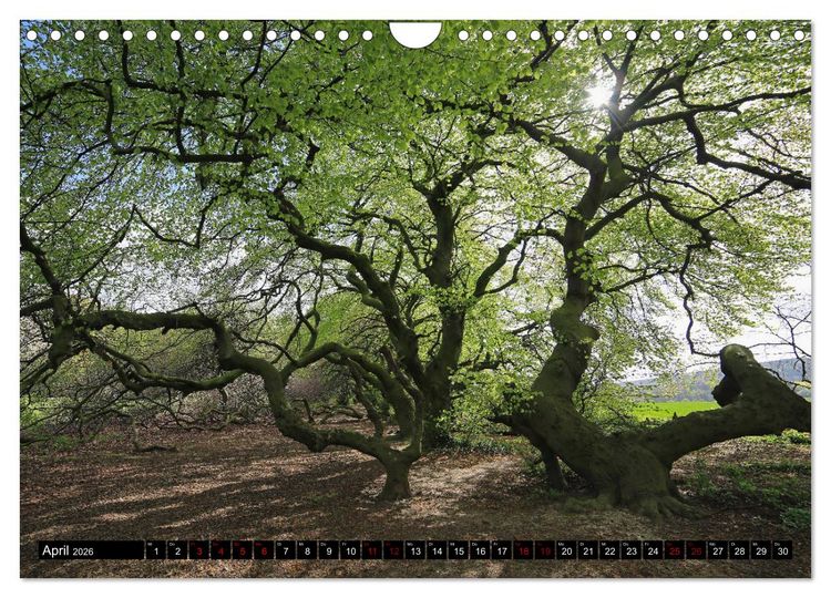 Produktbild: Die S&uuml;ntelbuchenallee (Wandkalender 2026 DIN A4 quer), CALVENDO Monatskalender