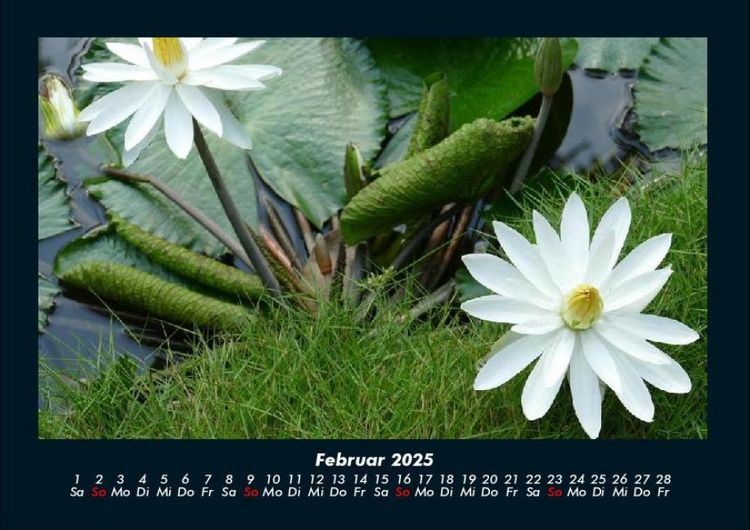 Produktbild: Rosen-Kalender 2025 Fotokalender DIN A4