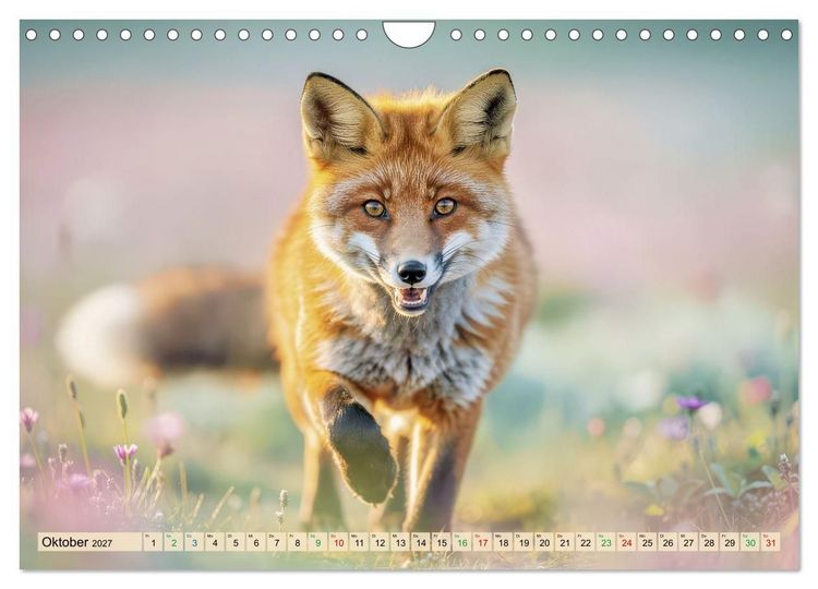 Produktbild: F&uuml;chse in Pastellfarben (Wandkalender 2027 DIN A4 quer), CALVENDO Monatskalender