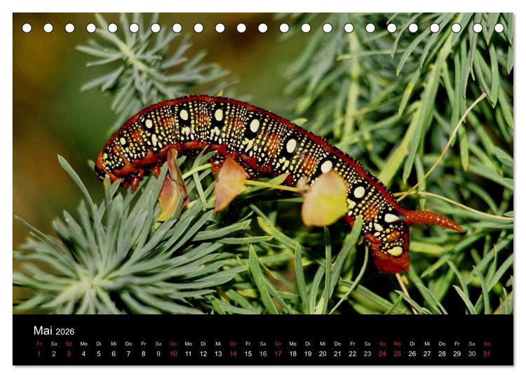 Produktbild: Faszination Schmetterlingsraupen (Tischkalender 2026 DIN A5 quer), CALVENDO Monatskalender