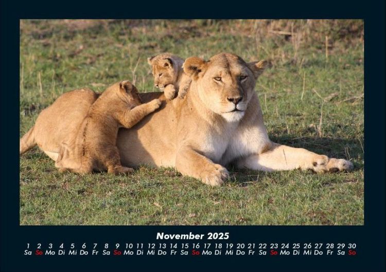 Produktbild: L&ouml;wen in der Wildnis 2025 Fotokalender DIN A4