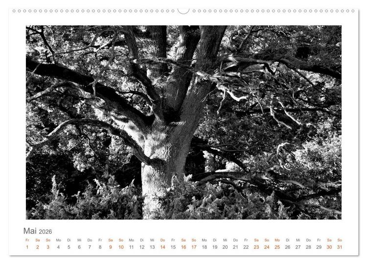 Produktbild: Quo Vadis? W&auml;lder und Wege in der R&ouml;hn, L&uuml;neburger Heide und der Mecklenburgischen Seenplatte (Wandkalender 2026 DIN A2 quer), CALVENDO Monatskalender