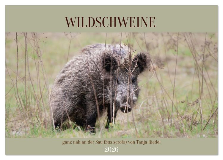 Produktbild: Wildschweine ganz nah an der Sau (Sus scrofa) von Tanja Riedel (Wandkalender 2026 DIN A3 quer), CALVENDO Monatskalender