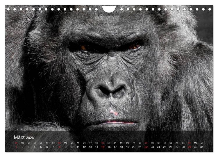 Produktbild: Gorillas. Friedliebende Kraftpakete (Wandkalender 2026 DIN A4 quer), CALVENDO Monatskalender