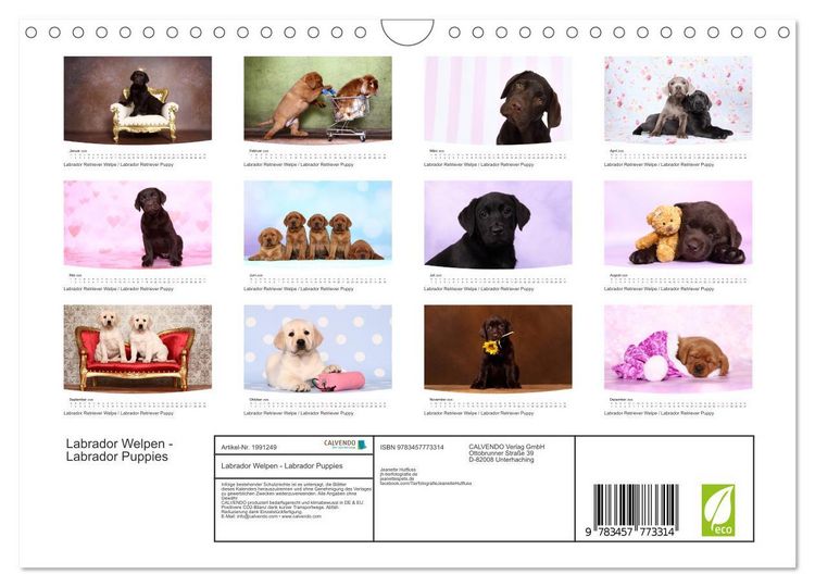 Produktbild: Labrador Welpen - Labrador Puppies (Wandkalender 2026 DIN A4 quer), CALVENDO Monatskalender