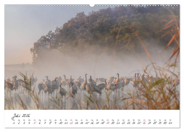 Produktbild: Kraniche am Schlafplatz - im Naturparadies der Mecklenburgischen Seenplatte (Wandkalender 2026 DIN A2 quer), CALVENDO Monatskalender
