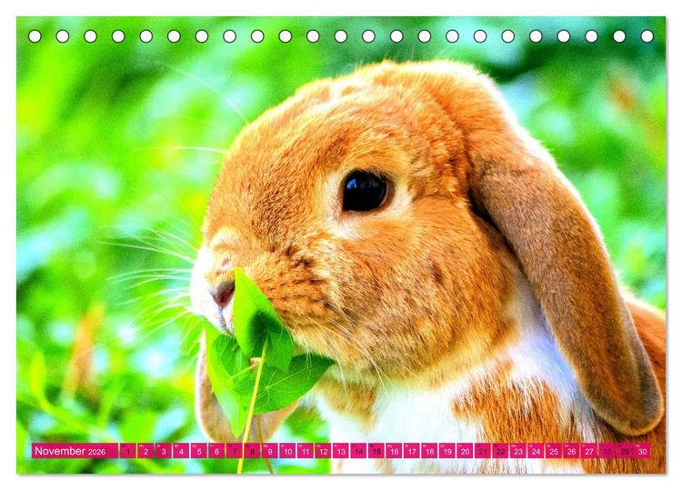 Produktbild: Kaninchen. Putzig, flauschig und geliebt (Tischkalender 2026 DIN A5 quer), CALVENDO Monatskalender