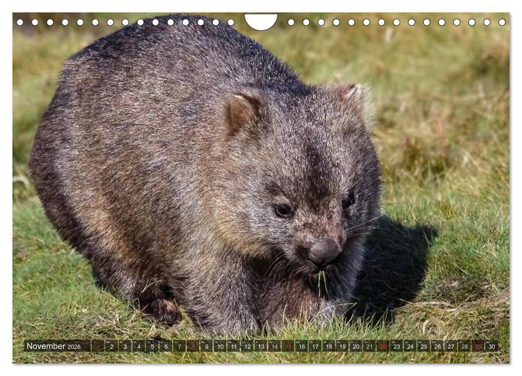 Produktbild: Australien tierisch gut 2026 (Wandkalender 2026 DIN A4 quer), CALVENDO Monatskalender