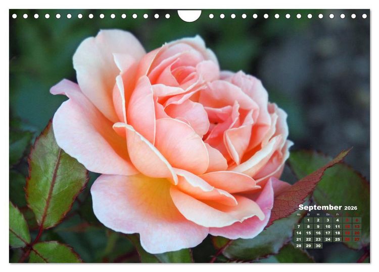 Produktbild: Rosen, die K&ouml;nigin der Blumen (Wandkalender 2026 DIN A4 quer), CALVENDO Monatskalender