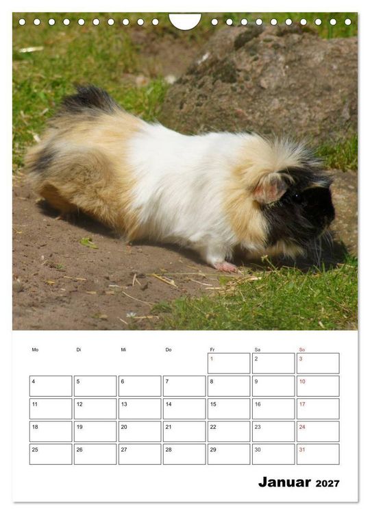 Produktbild: Meerschweinchen Terminplaner (Wandkalender 2027 DIN A4 hoch), CALVENDO Monatskalender