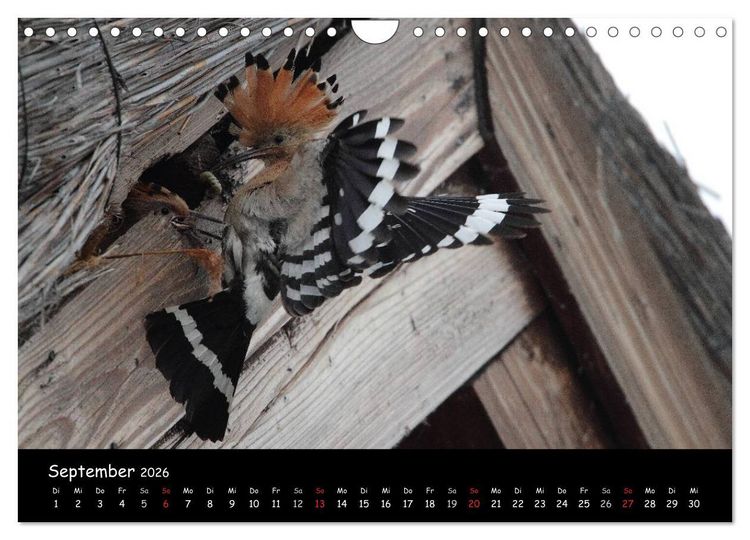 Produktbild: Naturjuwelen - Neusiedler See (Wandkalender 2026 DIN A4 quer), CALVENDO Monatskalender