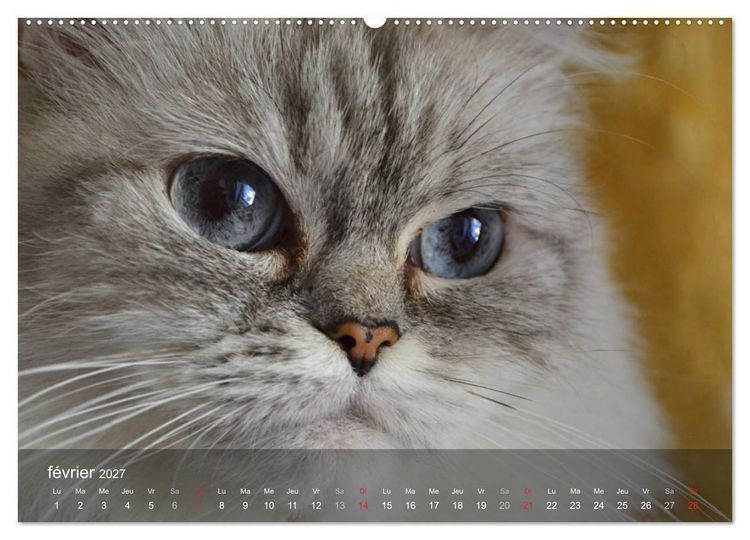 Produktbild: Mine de chat (Calendrier mural haut de gamme 2027 DIN A2 vertical), CALVENDO calendrier mensuel