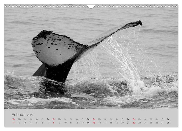Produktbild: Die Seelen der wilden Tiere (Wandkalender 2026 DIN A3 quer), CALVENDO Monatskalender