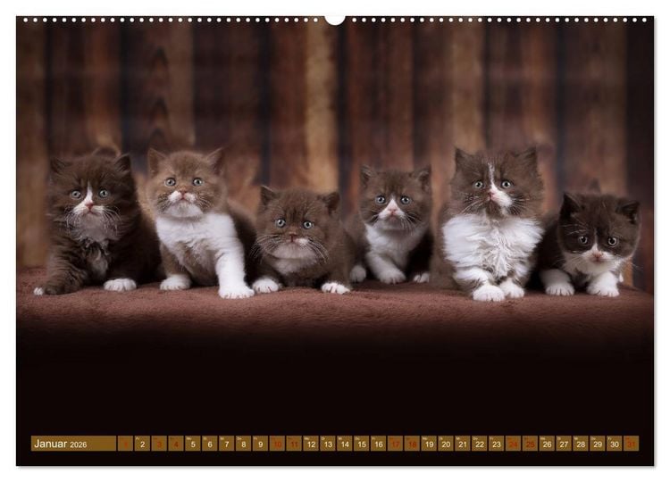Produktbild: Katzenkinder - Britisch Kurzhaar (hochwertiger Premium Wandkalender 2026 DIN A2 quer), Kunstdruck in Hochglanz
