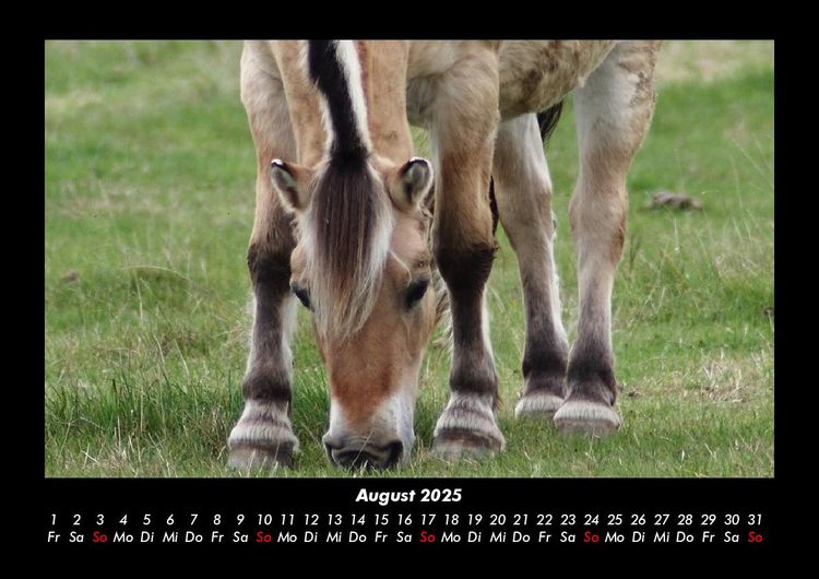 Produktbild: Pferde Kalender 2025 Fotokalender DIN A3