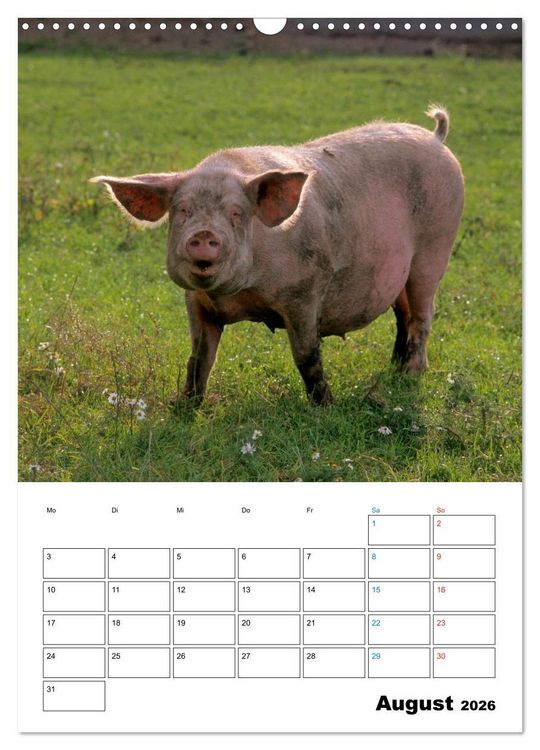 Produktbild: Schweine 2026 (Wandkalender 2026 DIN A3 hoch), CALVENDO Monatskalender