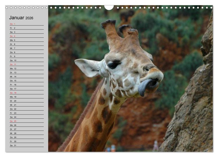 Produktbild: Giraffen. Dem Himmel so nah (Wandkalender 2026 DIN A3 quer), CALVENDO Monatskalender