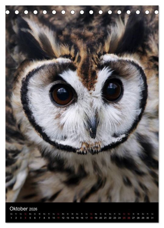 Produktbild: Greifv&ouml;gel im Portrait (Tischkalender 2026 DIN A5 hoch), CALVENDO Monatskalender