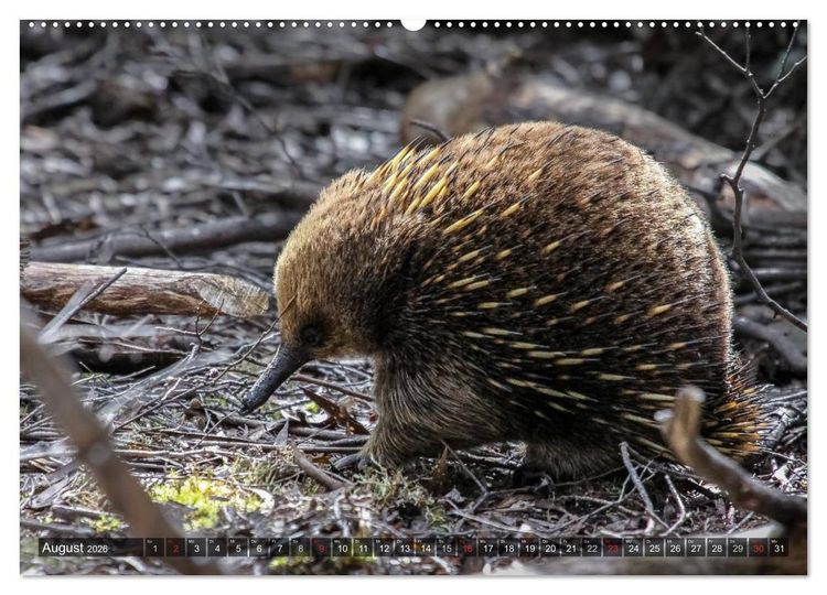 Produktbild: Australien tierisch gut 2026 (hochwertiger Premium Wandkalender 2026 DIN A2 quer), Kunstdruck in Hochglanz