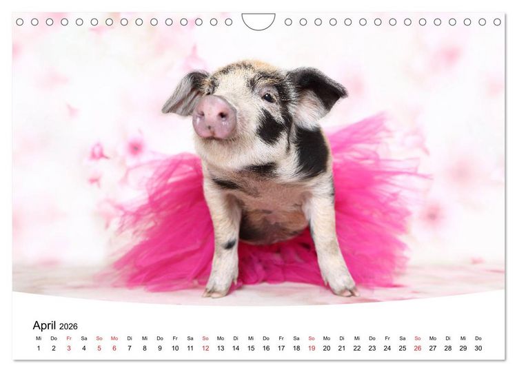 Produktbild: Niedliche Ferkel lovely piglets 2026 (Wandkalender 2026 DIN A4 quer), CALVENDO Monatskalender