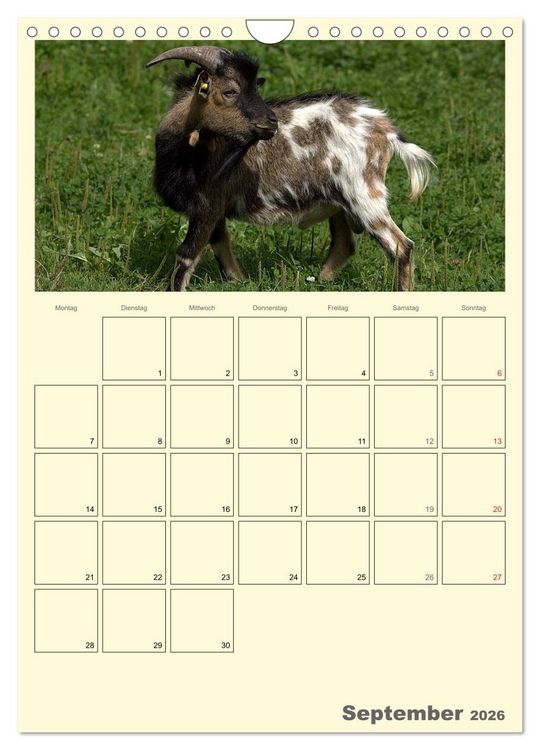 Produktbild: Zwergziegen (Wandkalender 2026 DIN A4 hoch), CALVENDO Monatskalender