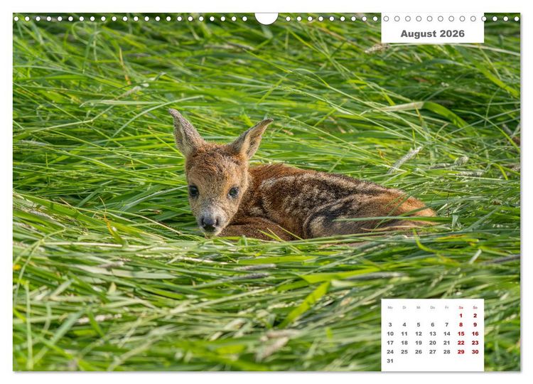 Produktbild: Zwei Tierfotografen Zw&ouml;lf Highlights (Wandkalender 2026 DIN A3 quer), CALVENDO Monatskalender