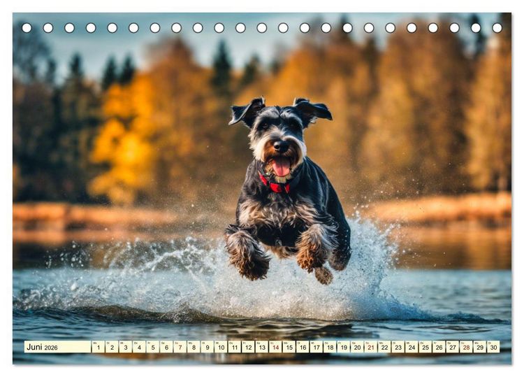 Produktbild: Schnauzer - vielseitige Allrounder (Tischkalender 2026 DIN A5 quer), CALVENDO Monatskalender