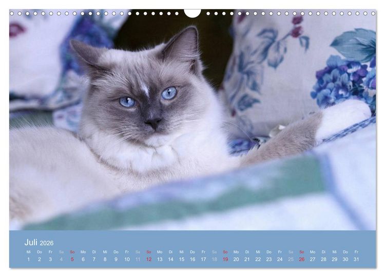Produktbild: Engel auf 4 Pfoten - Ragdolls 2026 (Wandkalender 2026 DIN A3 quer), CALVENDO Monatskalender