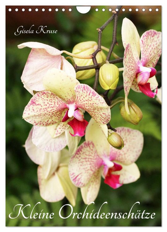 Produktbild: Kleine Orchideensch&auml;tze (Wandkalender 2026 DIN A4 hoch), CALVENDO Monatskalender