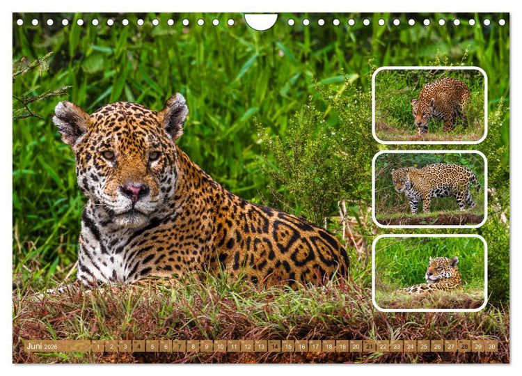 Produktbild: Raubkatzen - gro&szlig; & klein (Wandkalender 2026 DIN A4 quer), CALVENDO Monatskalender