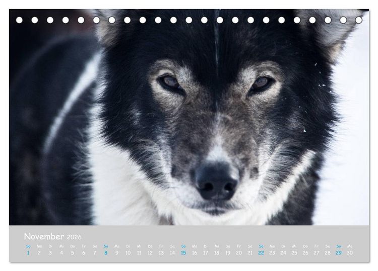 Produktbild: Alaskan Huskies (Tischkalender 2026 DIN A5 quer), CALVENDO Monatskalender