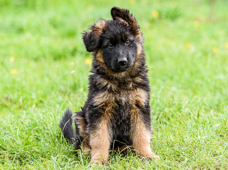 Produktbild: CALVENDO Puzzle Sch&auml;ferhund - Welpe H&uuml;ndin | 2000 Teile Lege-Gr&ouml;&szlig;e 90x67cm Foto-Puzzle f&uuml;r gl&uuml;ckliche Stunden