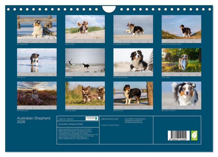 Produktbild: Australian Shepherd 2026 (Wandkalender 2026 DIN A4 quer), CALVENDO Monatskalender