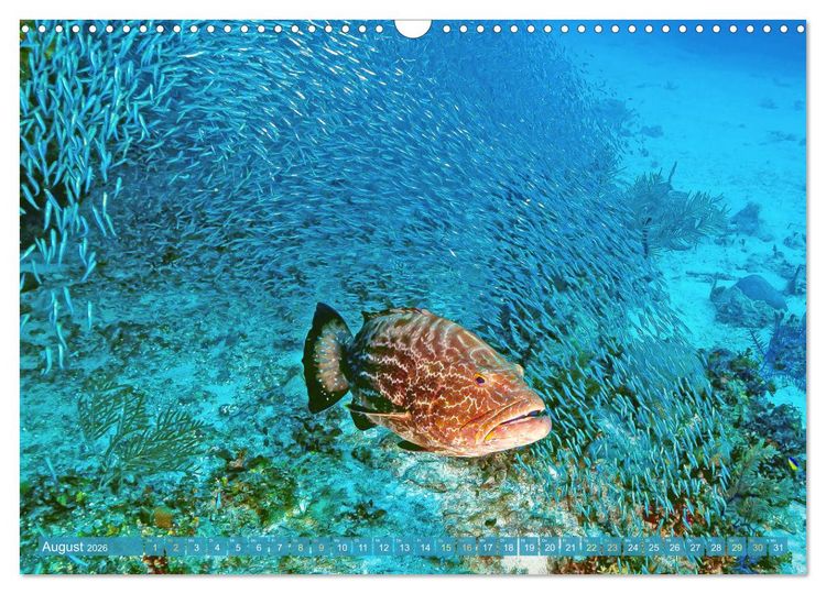 Produktbild: Tauchen: Wunderbares tiefblaues Meer (Wandkalender 2026 DIN A3 quer), CALVENDO Monatskalender