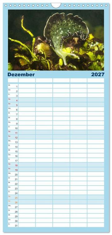 Produktbild: Familienplaner 2027 - Meeres-Schnecken mit 5 Spalten (Wandkalender, 21 x 45 cm) CALVENDO