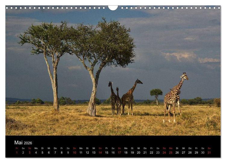 Produktbild: GIRAFFEN - Liebliche Riesen der afrikanischen Savanne (Wandkalender 2026 DIN A3 quer), CALVENDO Monatskalender