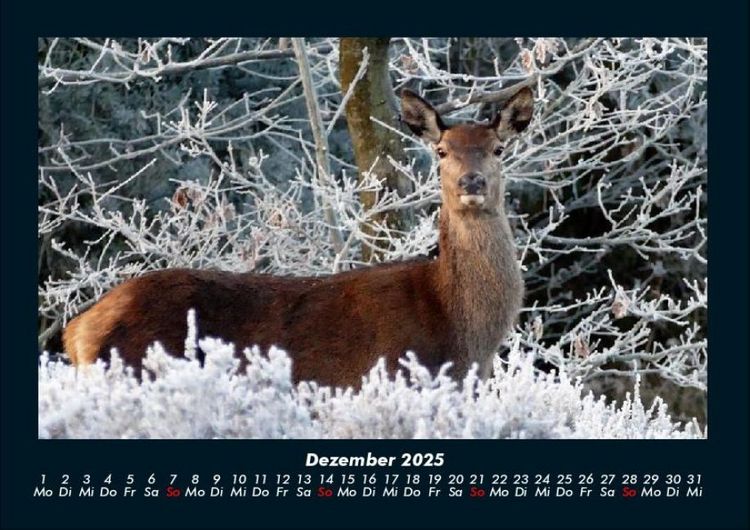 Produktbild: Waldbewohner 2025 Fotokalender DIN A4