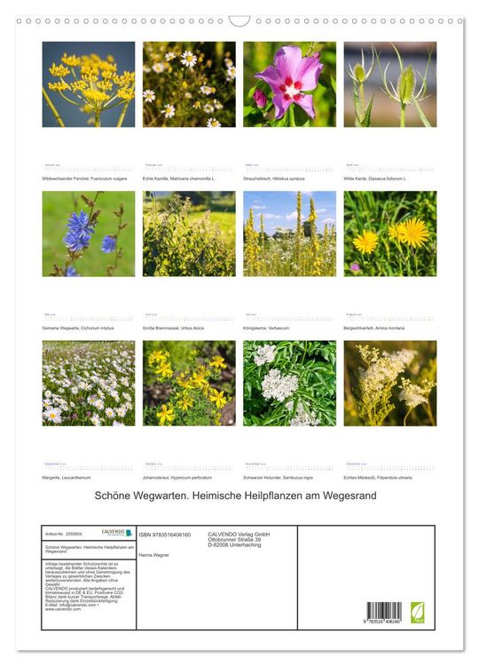 Produktbild: Sch&ouml;ne Wegwarten. Heimische Heilpflanzen am Wegesrand (Wandkalender 2026 DIN A2 hoch), CALVENDO Monatskalender