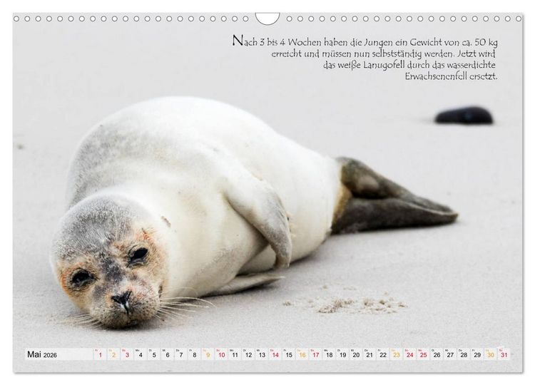 Produktbild: Kegelrobben auf der Insel D&uuml;ne (Wandkalender 2026 DIN A3 quer), CALVENDO Monatskalender