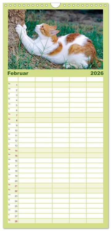Produktbild: Familienplaner 2026 - Katzen mit 5 Spalten (Wandkalender, 21 x 45 cm) CALVENDO