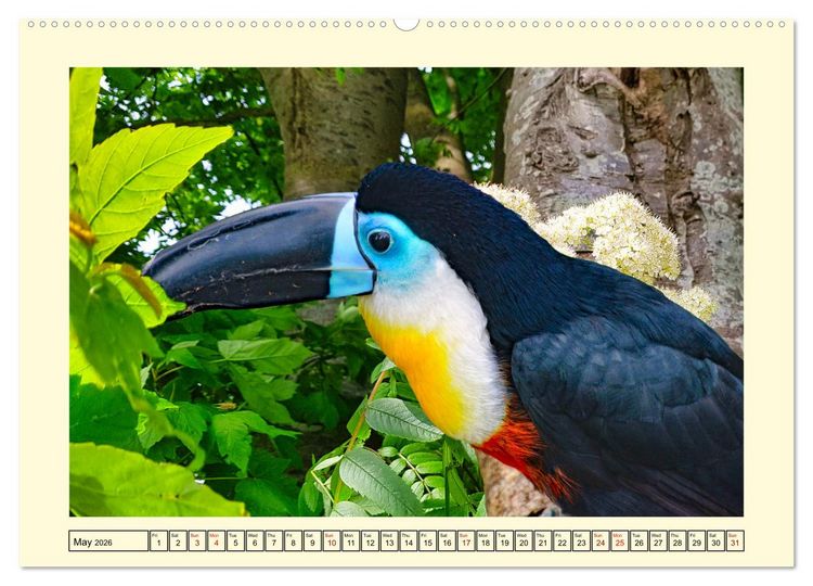 Produktbild: Toucans - clowns of the jungle (Wall Calendar 2026 DIN A2 landscape), CALVENDO 12 Month Wall Calendar