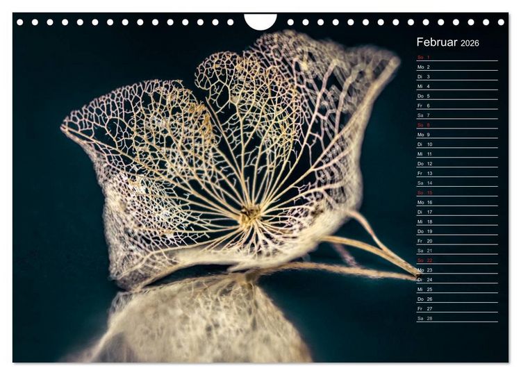Produktbild: Die Hortensie und ihre vielen Gesichter (Wandkalender 2026 DIN A4 quer), CALVENDO Monatskalender
