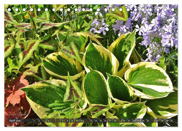 Produktbild: Hosta Staude mit Herz (Tischkalender 2026 DIN A5 quer), CALVENDO Monatskalender