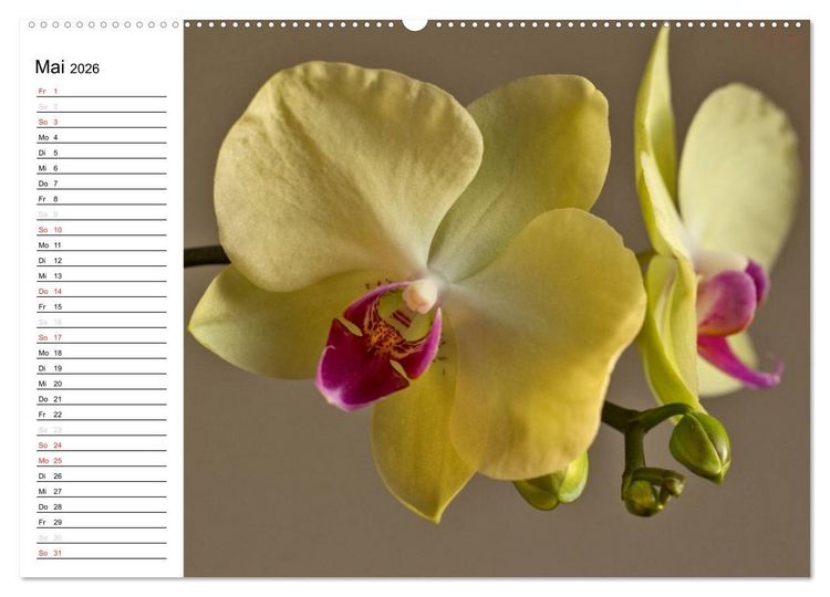 Produktbild: Bl&uuml;tenzauber Orchideen (hochwertiger Premium Wandkalender 2026 DIN A2 quer), Kunstdruck in Hochglanz