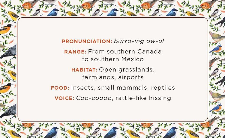 Produktbild: The Beginner Birder's Deck