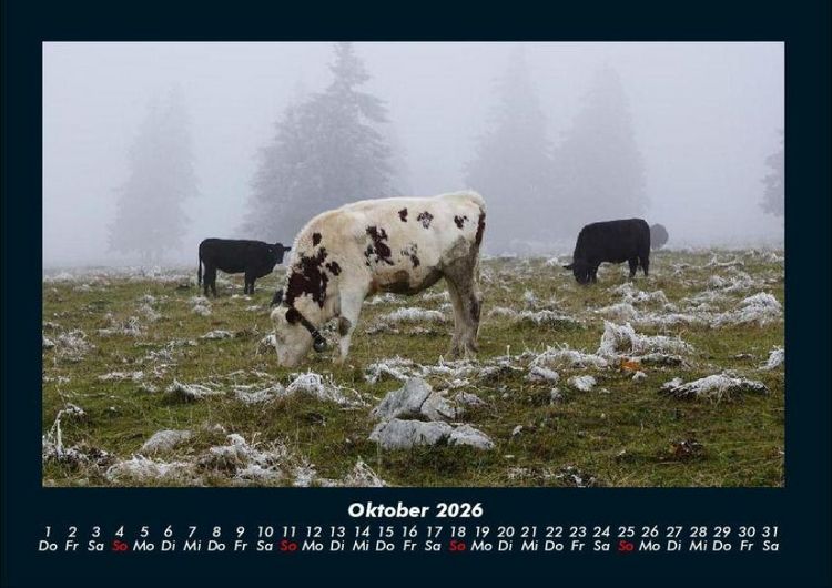 Produktbild: Kuhkalender 2026 Fotokalender DIN A4