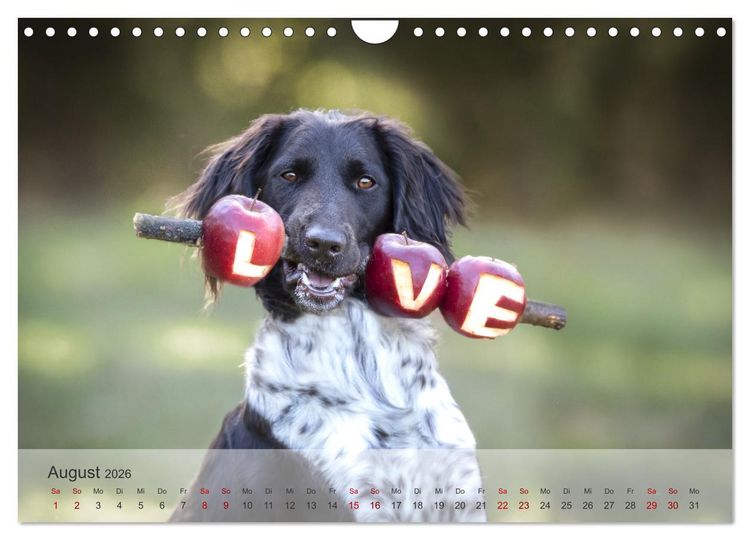 Produktbild: Der kleine M&uuml;nsterl&auml;nder (Wandkalender 2026 DIN A4 quer), CALVENDO Monatskalender